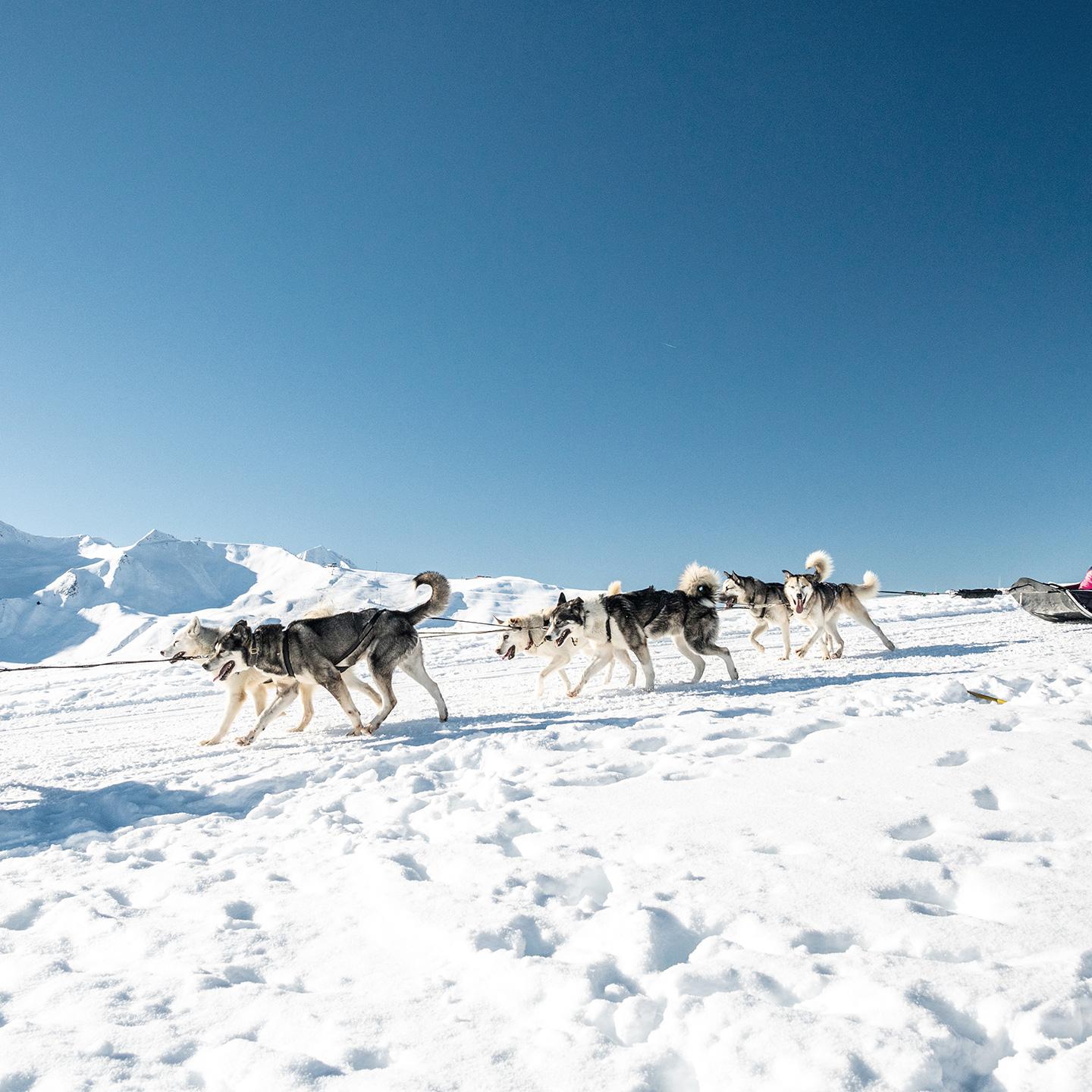 Chiens de traineaux