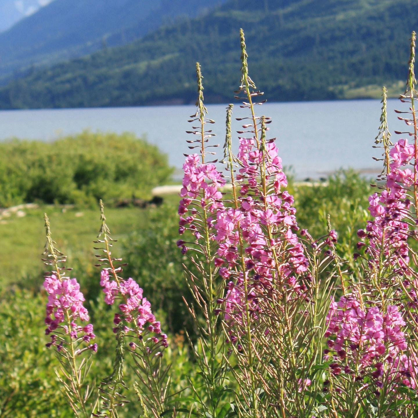 Fleurs avec un lac en arrière-plan