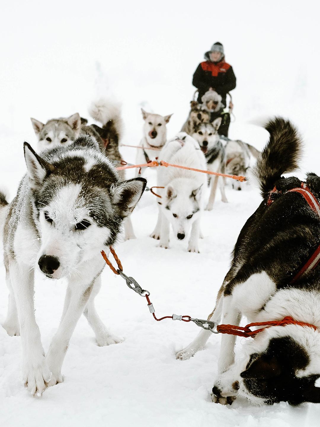 Balade en chiens de traineaux