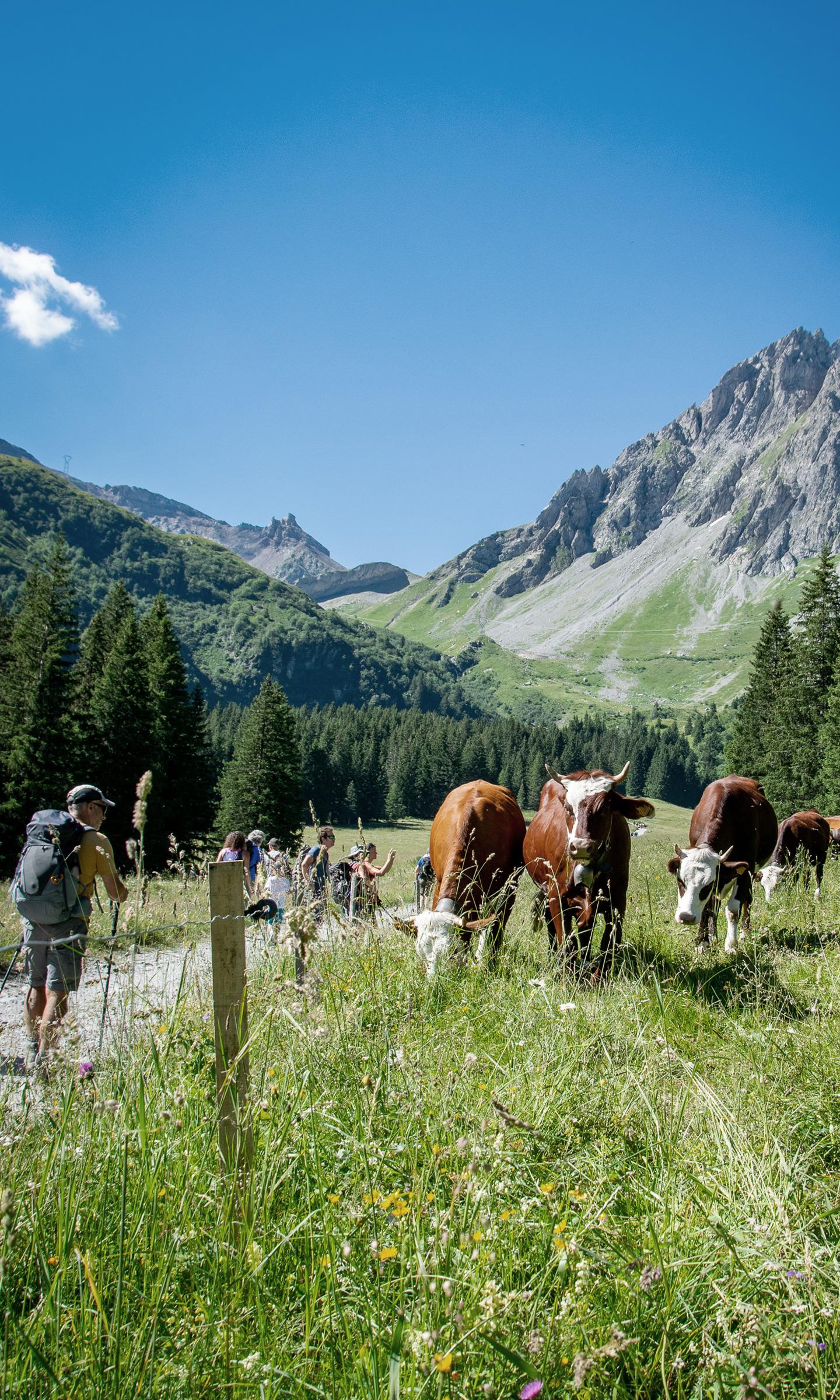 Activitéréserve naturelle - vache - faune et flore - randonnée