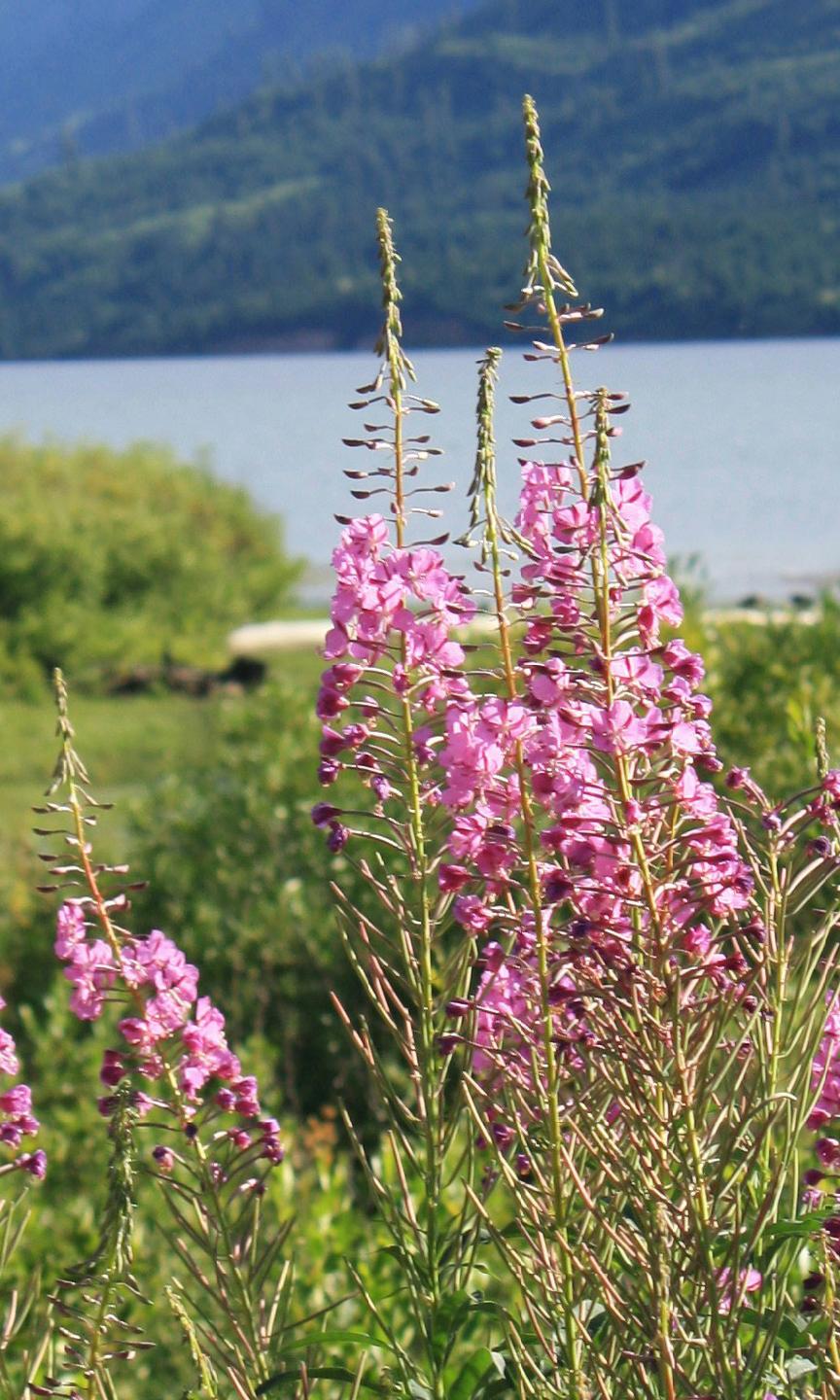 Fleurs avec un lac en arrière-plan