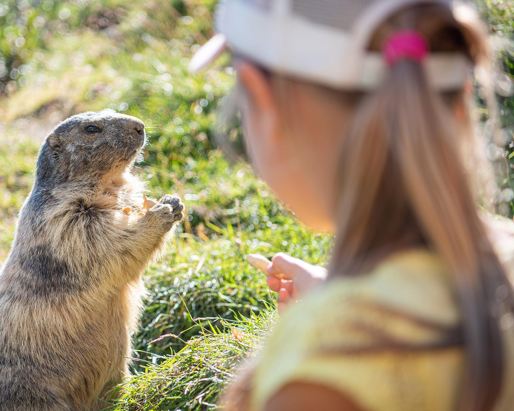 Destination Samoëns - Été - Marmotte