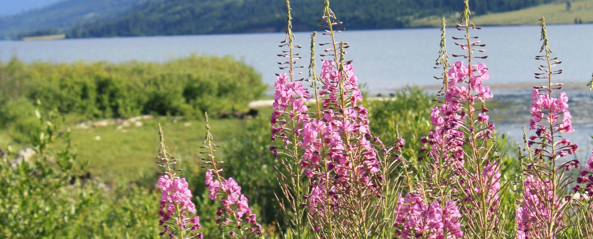 Fleurs avec un lac en arrière-plan